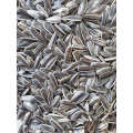 Xinjiang Origin by Owned Factory import shelled sunflower seeds sale